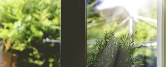 Plant in the window sill